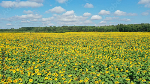 Sunflowers field over blue cloudy sky © Piotr Krzeslak