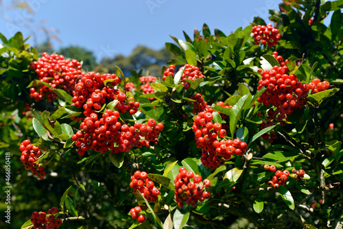 ピラカンサ　赤い木の実