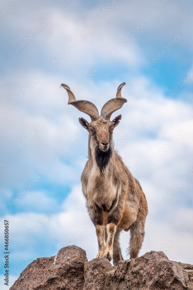 Markhor, Capra falconeri, wild goat native to Central Asia, Karakoram and the Himalayas standing on rock on blue sky background Markhor, Capra falconeri, wild goat native to Central Asia, Karakoram and the Himalayas standing on rock on blue sky background