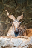 Close-up portrait of Markhor, Capra falconeri, wild goat native to Central Asia, Karakoram and the Himalayas