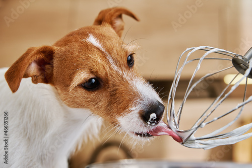 Dog lick electric kitchen mixer whisk. Hungry pet