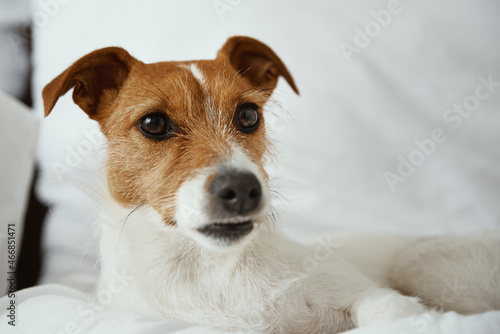Dog lying at bed. Pet resting at home. Jack Russell terrier relaxing