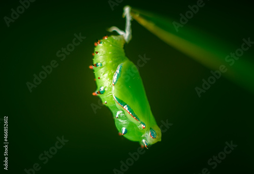 Green Pupa Stage in the life cycle of a butterfly, Spotted rustic is undergoing complete metamorphosis to emerge as a beautiful adult butterfly. Chrysalis close-up macro photograph. photo