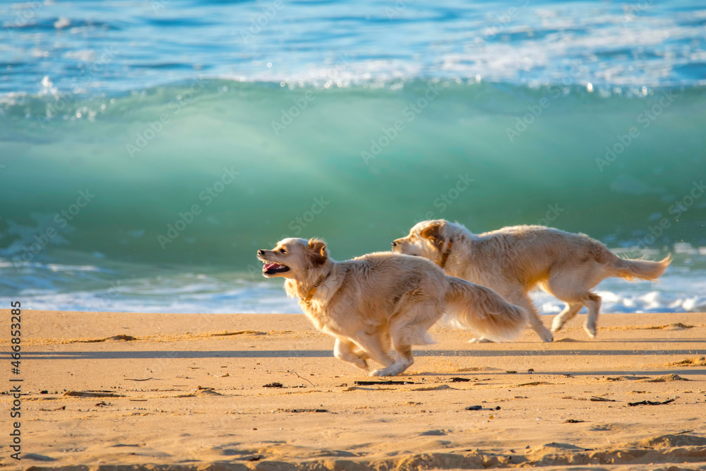 Golden Retrievers enjoying a run at the beach Golden Retrievers enjoying a run at the beach
