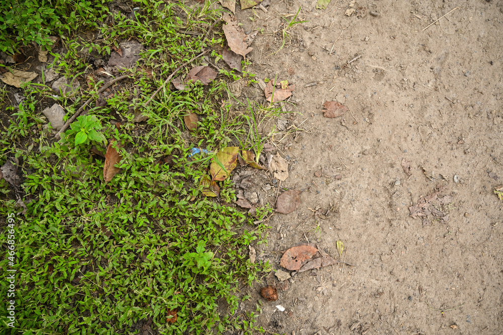Half green and half path . Best wallpaper of nature and path of a forest . manmade footpath in forest Half green and half path . Best wallpaper of nature and path of a forest . manmade footpath in forest