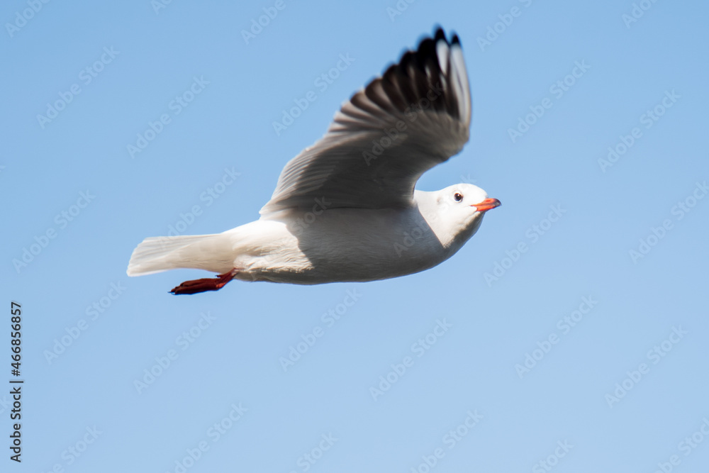 White seagull in flight. Nature. White seagull in flight. Nature.
