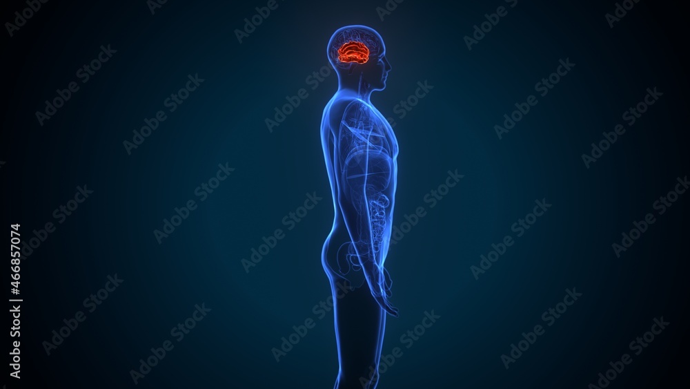 3d illustration of human brain Brain inferior frontal gyrus Anatomy 3d illustration of human brain Brain inferior frontal gyrus Anatomy