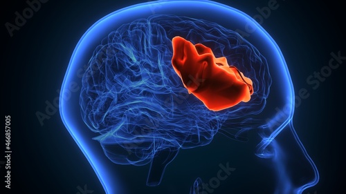 3d illustration of human brain central organ anatomy photo