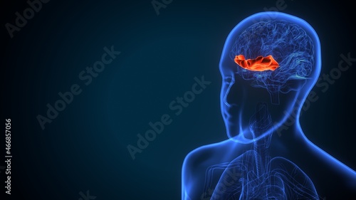 3d illustartion of human brain fusiform gyrus anatomy  photo