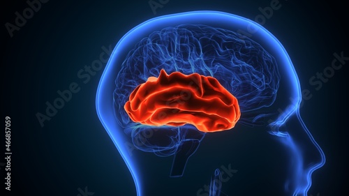 3d illustration of human brain Brain inferior frontal gyrus Anatomy