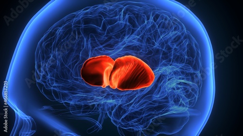 3d illustration of human brain  putamen Anatomy. photo