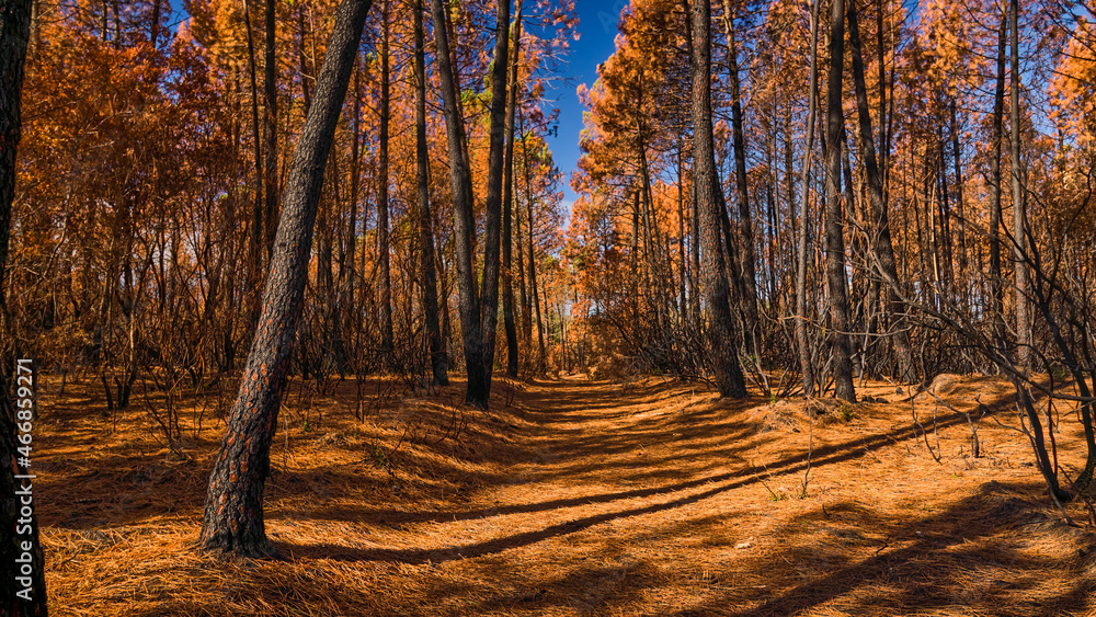 Obraz premium Lac Des Escarcets after a big fire in the summer of 2021.