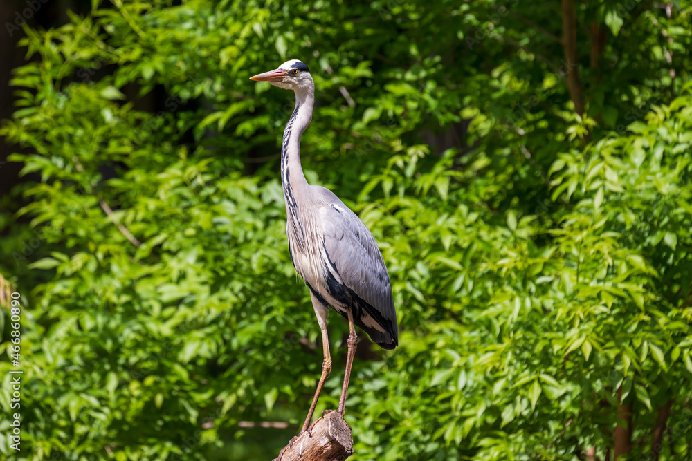 Gray Heron - Ardea cinerea standing on a tree branch by a pond. Gray Heron - Ardea cinerea standing on a tree branch by a pond.