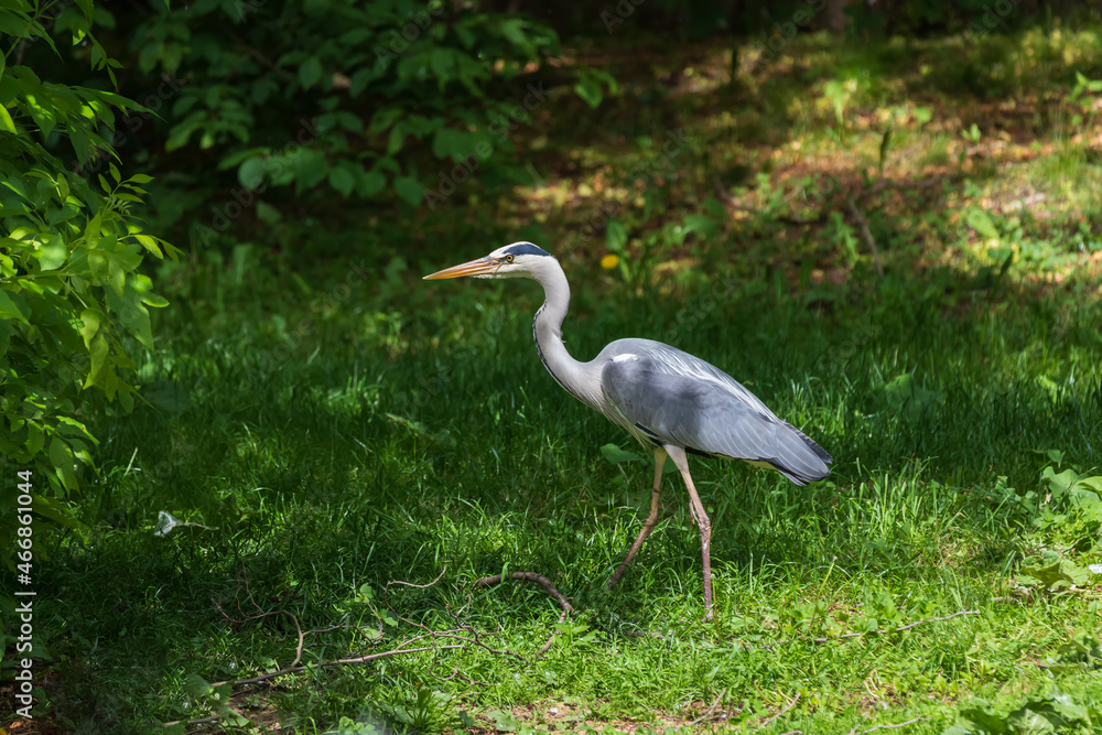 Gray Heron - Ardea cinerea standing on a tree branch by a pond. Gray Heron - Ardea cinerea standing on a tree branch by a pond.