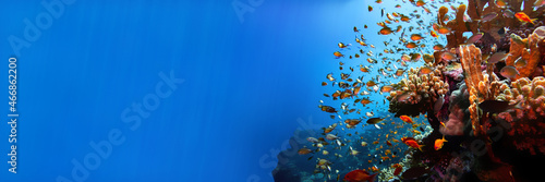 Fototapeta Naklejka Na Ścianę i Meble -  Red sea coral reef landscape with corals and damsel fishes with sun rays banner background
