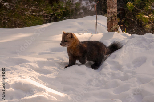 Obraz na plátně siberian sable in a snowy forest