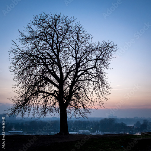 Evening view on Sava and Danube river from park Kalemegdan in Belgrade  Serbia. Silhouettes of tree branches on the background of sunset