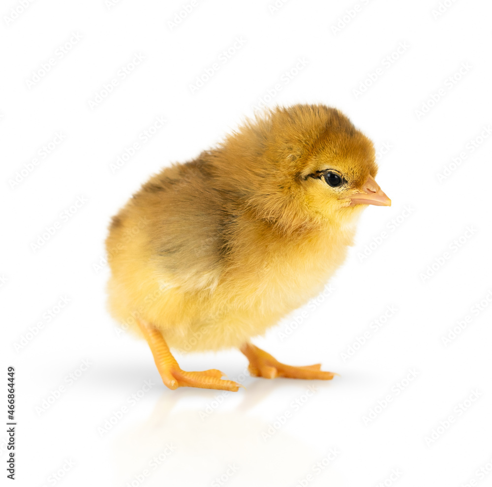 Obraz premium Chicken isolated on a white background