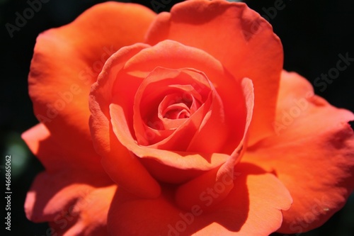 Bright orange rose in full bloom growing in the sunny meadow.