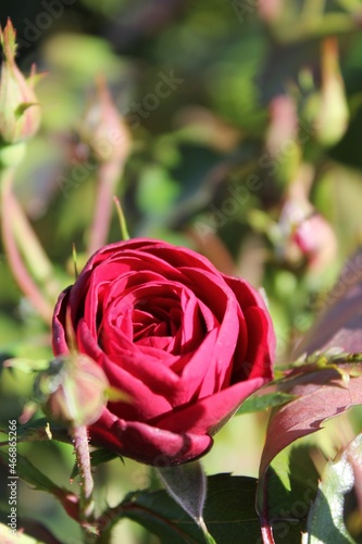 Bright red rose in garden