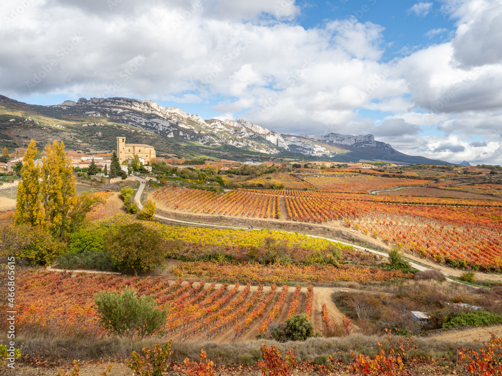 Un camino sinuoso recorre la viña de Samaniego, Rioja Alavesa, Euskadi, España, para llevar el producto de la vendimia a las bodegas, mientas los viñedos comienzan a vestirse de otoño.