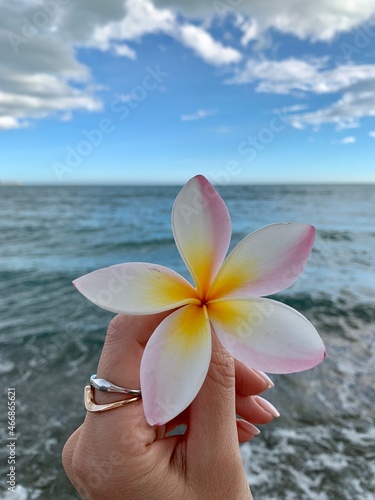 tropical flower plumeria in the girl's hand on the background of the sea