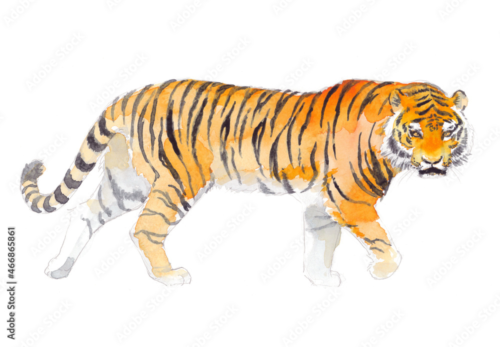 虎の水彩画Stock Illustration | Adobe Stock