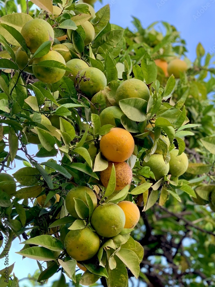 fruits on tree