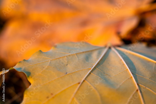 Jesienny liść z bliska