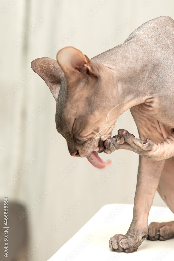 Fototapeta premium cat washes himself, licks his paw with his tongue