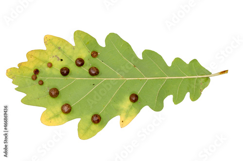 Detail of an oak leaf with clutch of gall wasps Cynipidae photo