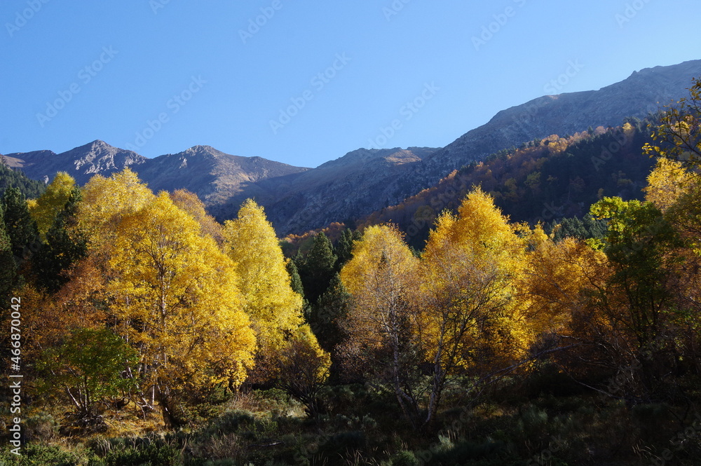 Forêt et montagne aux couleurs bucoliques de l'automne dans les Pyrénées