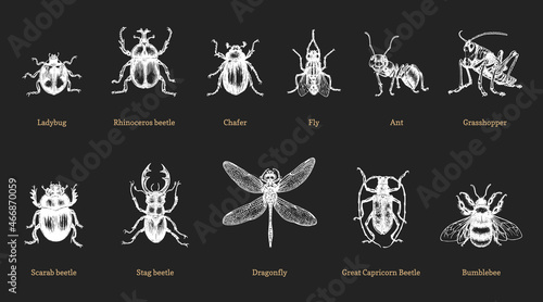 Beetles, drawn set. Insects collection in vector.