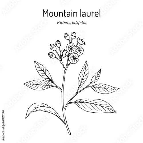 Mountain laurel Kalmia latifolia , state flower of Connecticut photo