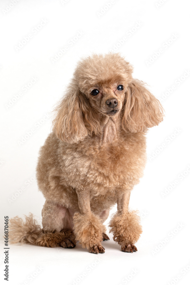 Portrait of a beautiful dog on a light background Portrait of a beautiful dog on a light background