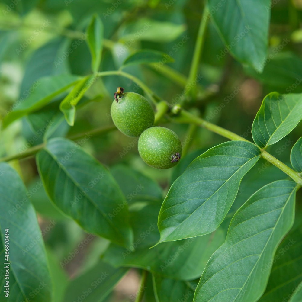 Wallnut nuts on the tree -  brunch with green fruit  - Juglans regia.