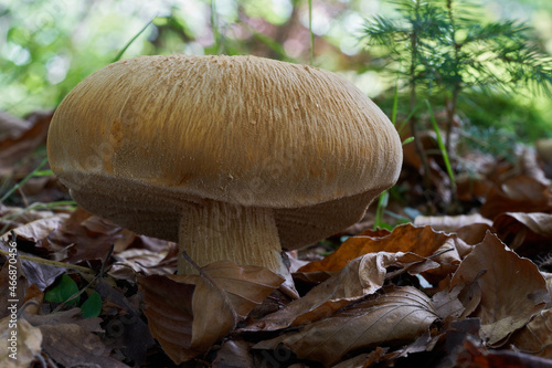 Rare mushroom Phaeolepiota aurea in beech forest. Known as golden bootleg or golden cap. Wild mushroom growing in the leaves. photo