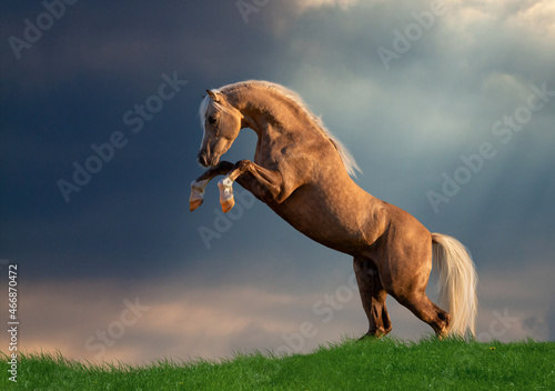 Yellow horse reared on storm background. Welsh pony horse playing in field outdoors on beautiful sky background.