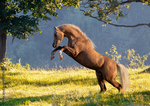 Foto Gold horse reared on nature spring background
