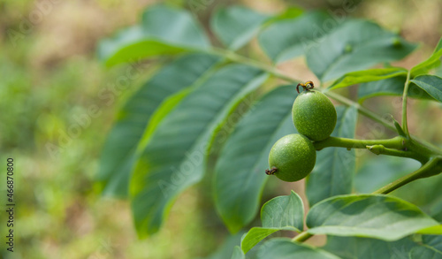 Wallnut nuts on the tree -  brunch with green fruit  - Juglans regia.