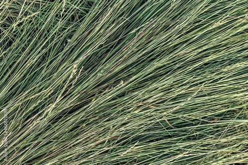 Texture background mown dry green grass, making hay in the pasture