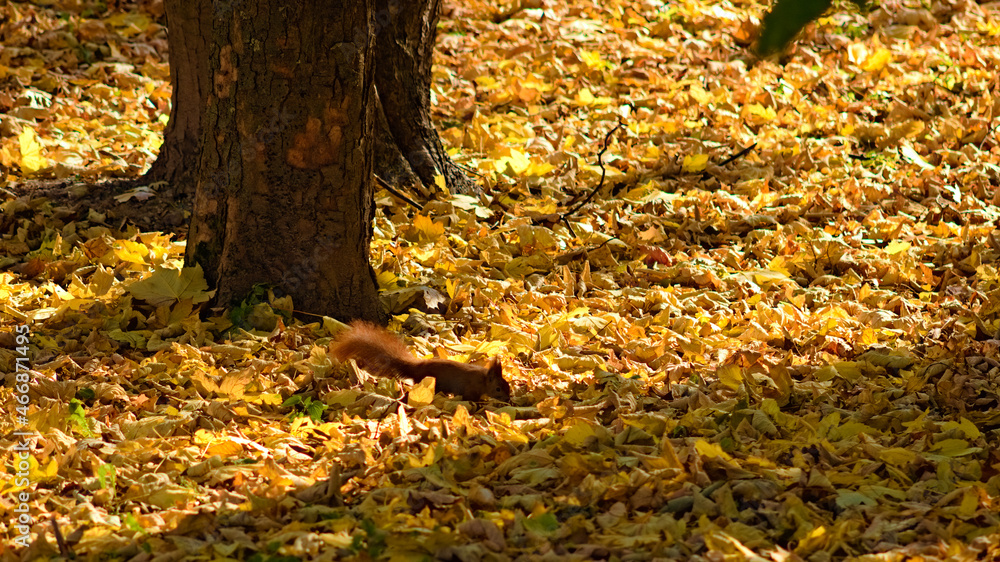 Squirrel and autumn leaves in the park. Squirrel and autumn leaves in the park.