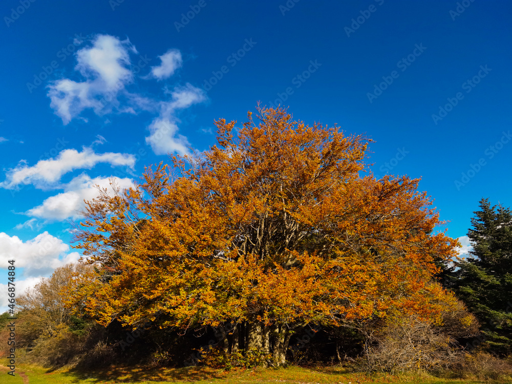 View of isolated beech tree with autumnal leaves in the park of Canfaito during autumn season View of isolated beech tree with autumnal leaves in the park of Canfaito during autumn season