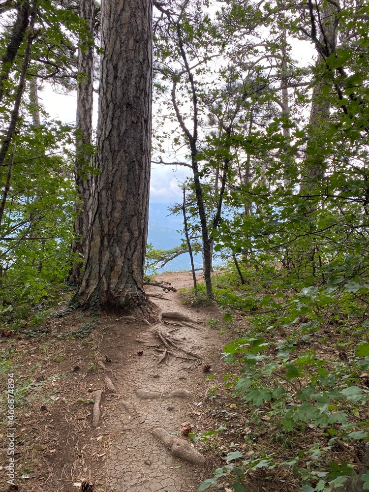 path in the forest