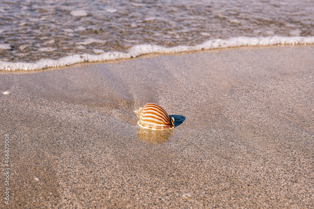 Obraz premium 砂浜の貝殻