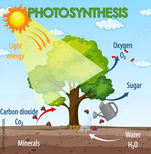 Diagram showing process of photosynthesis in plant