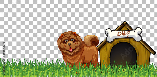 Chow Chow dog with dog house on transparent background