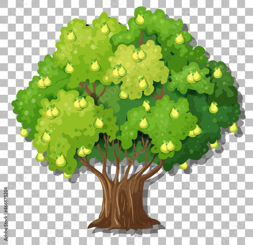 Pear tree on transparent background