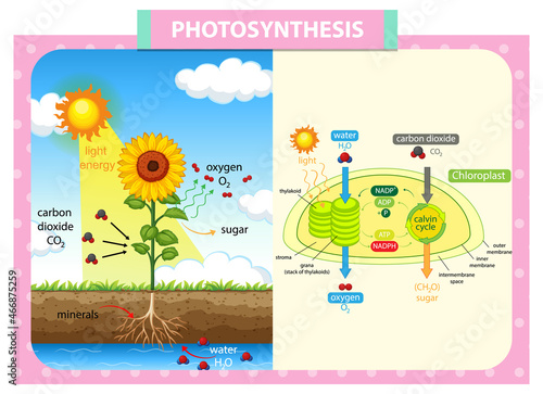 Diagram showing process of photosynthesis in plant