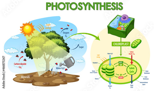 Diagram showing process of photosynthesis in plant